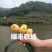 超值好苗正宗宁海白沙枇杷苗粗壮根系发达苗圃直供技术支持