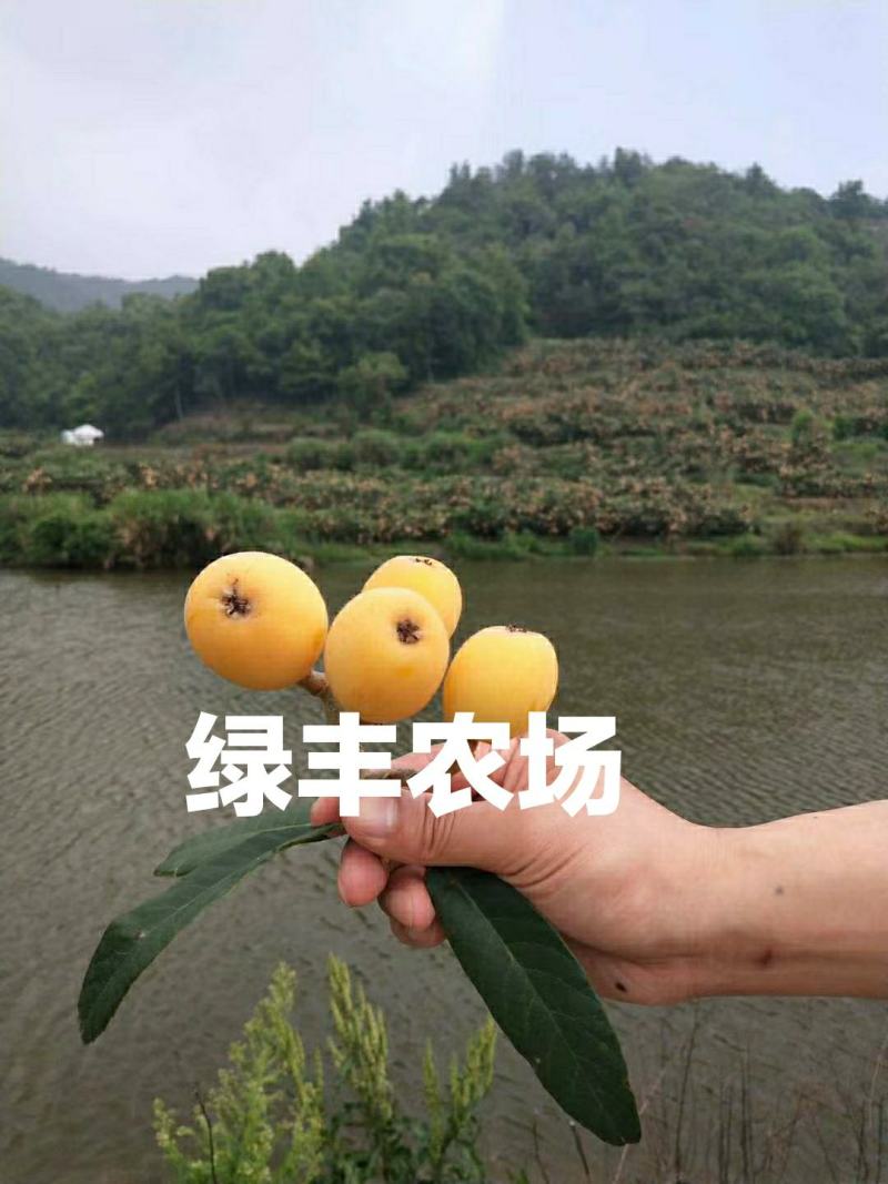 超值好苗正宗宁海白沙枇杷苗粗壮根系发达苗圃直供技术支持