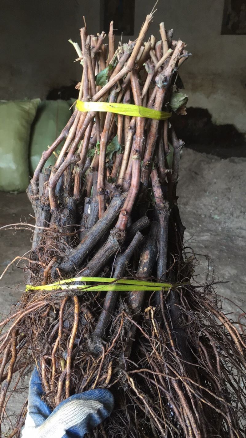 山东苗木基地占地葡萄树苗大量出售价格便宜