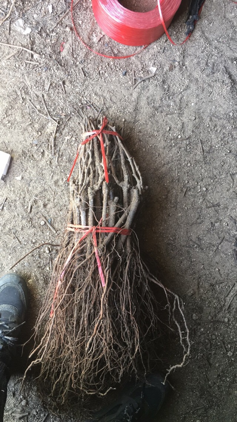 山东苗木基地占地葡萄树苗大量出售价格便宜