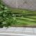 芹菜种子露地或温室大棚均可栽培叶片绿口感好