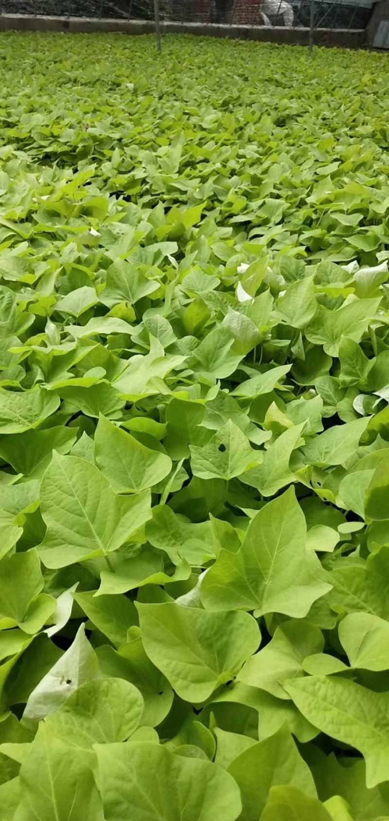 山东青州黄金薯基地金叶甘薯基地黄叶植物金叶薯基地供应