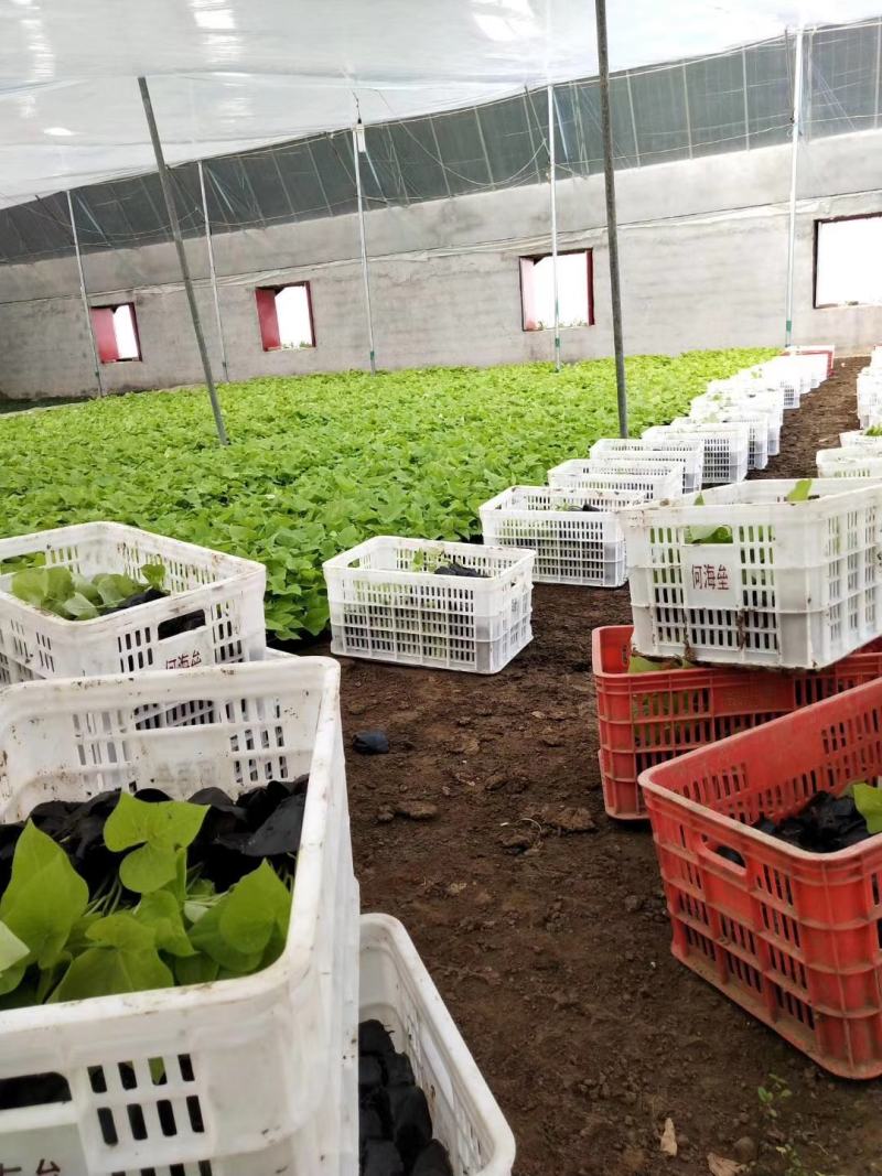 山东青州黄金薯基地金叶甘薯基地黄叶植物金叶薯基地供应