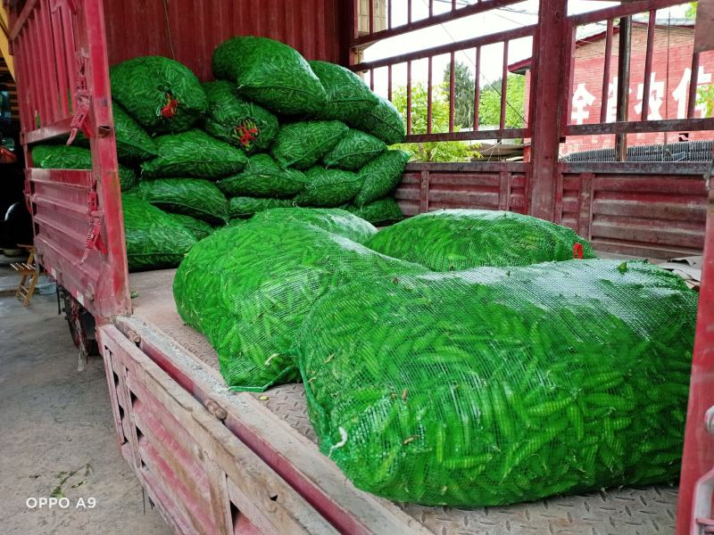 蚕豆大白胡豆质量好货源充足，有需要的老板欢迎电话联系。
