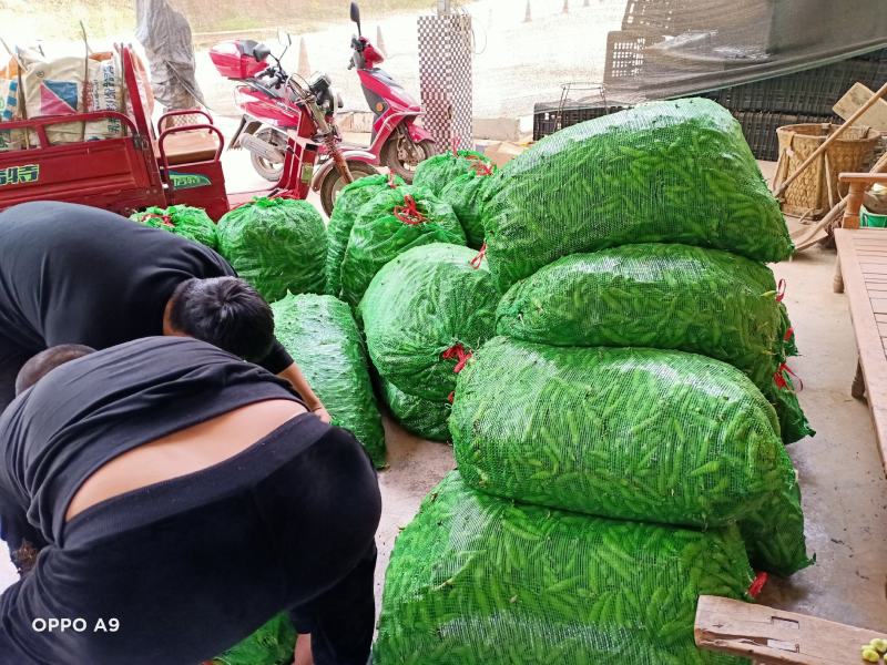 蚕豆大白胡豆质量好货源充足，有需要的老板欢迎电话联系。