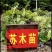 今年新采收原生广苏木种子