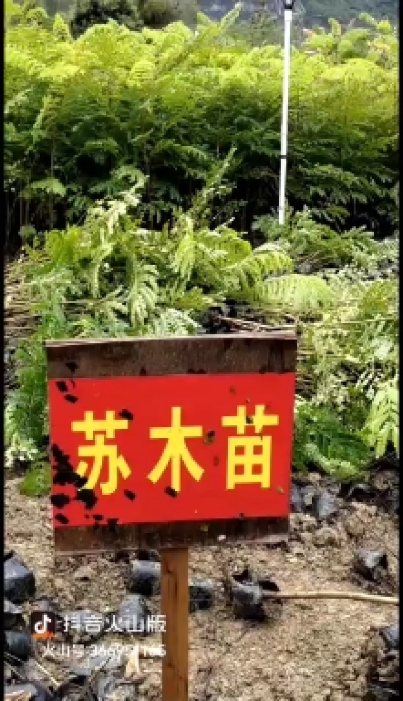今年新采收原生广苏木种子