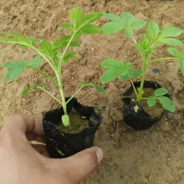 醉蝶花，花海用醉蝶花，醉蝶花花色艳丽，常用于花海载植，