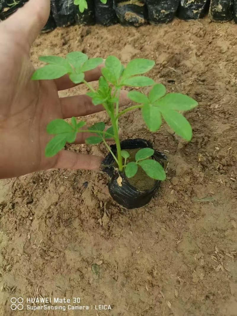 醉蝶花，花海用醉蝶花，醉蝶花花色艳丽，常用于花海载植，
