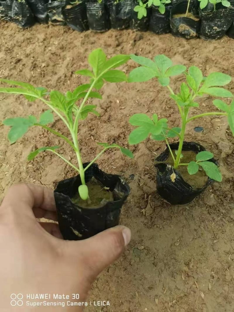 醉蝶花，花海用醉蝶花，醉蝶花花色艳丽，常用于花海载植，