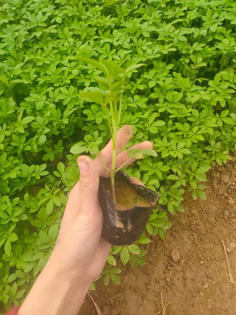 醉蝶花，花海用醉蝶花，醉蝶花花色艳丽，常用于花海载植，