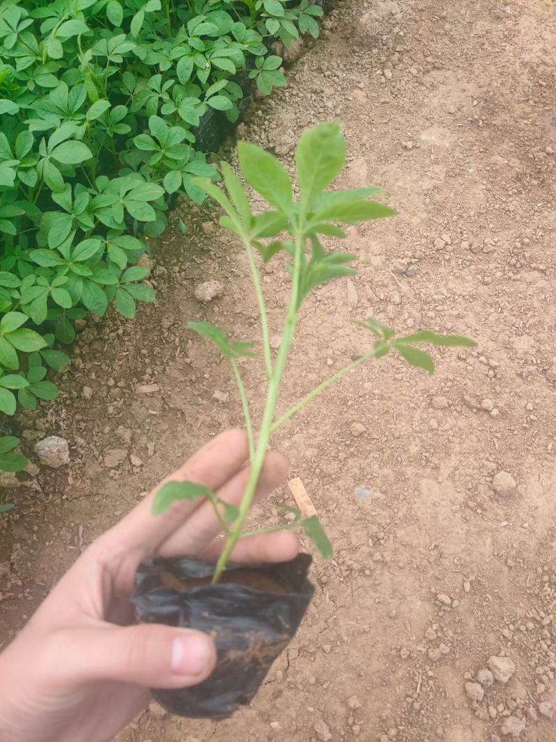 醉蝶花，花海用醉蝶花，醉蝶花花色艳丽，常用于花海载植，