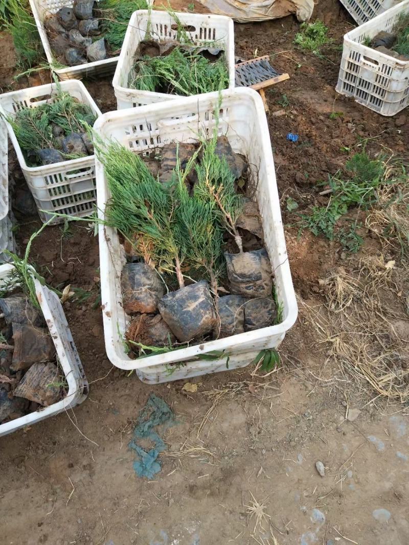 小龙柏基地直供，支持线上合作，诚信经营，薄利多销