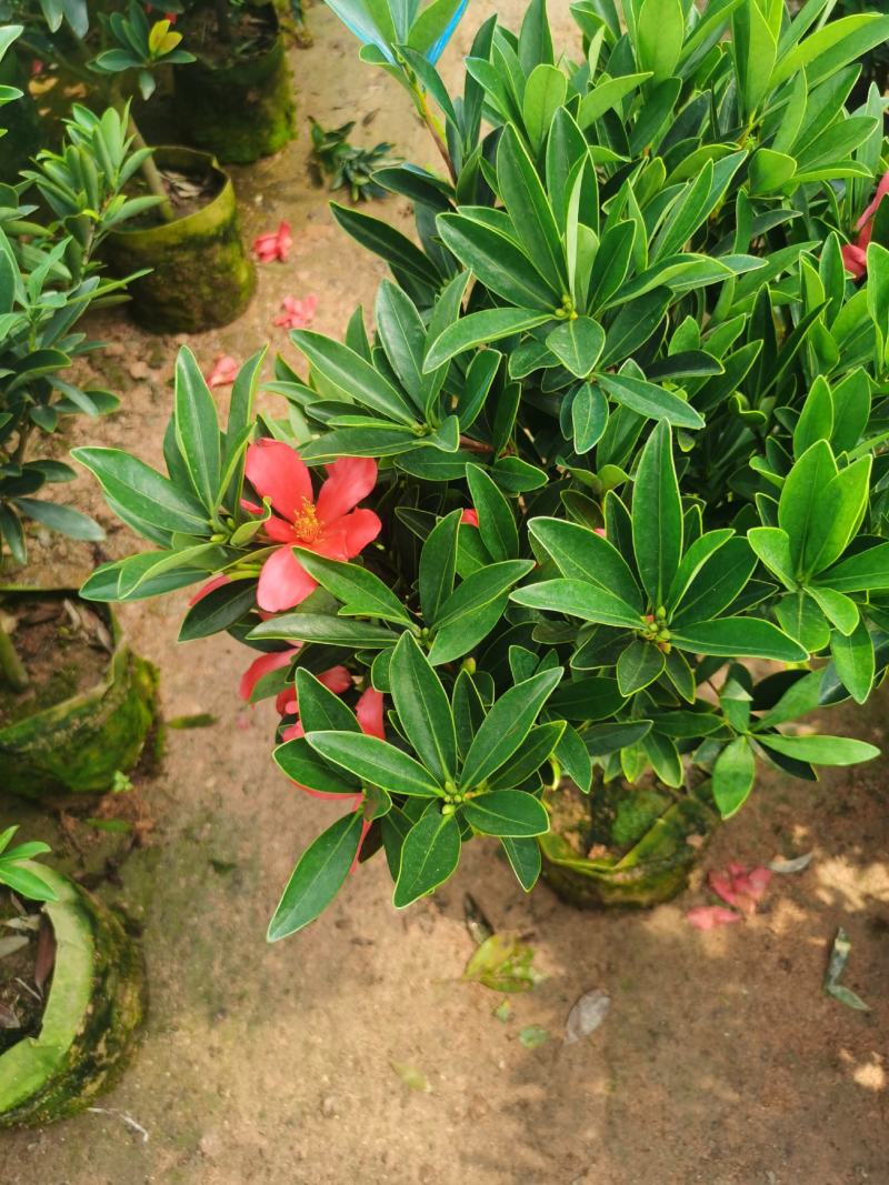 精品四季杜鹃茶，一年四季开花，基地批发。