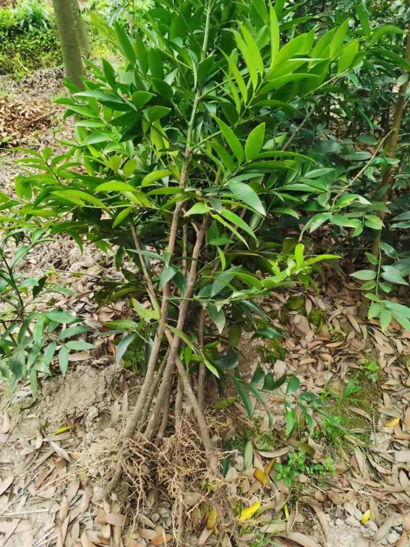 长叶竹柏，驱蚊绿化庭院，遮阴挡阳，净化空气