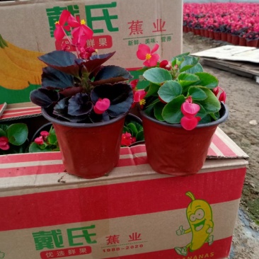 四季海棠基地直销,支持全国发货,薄利多销