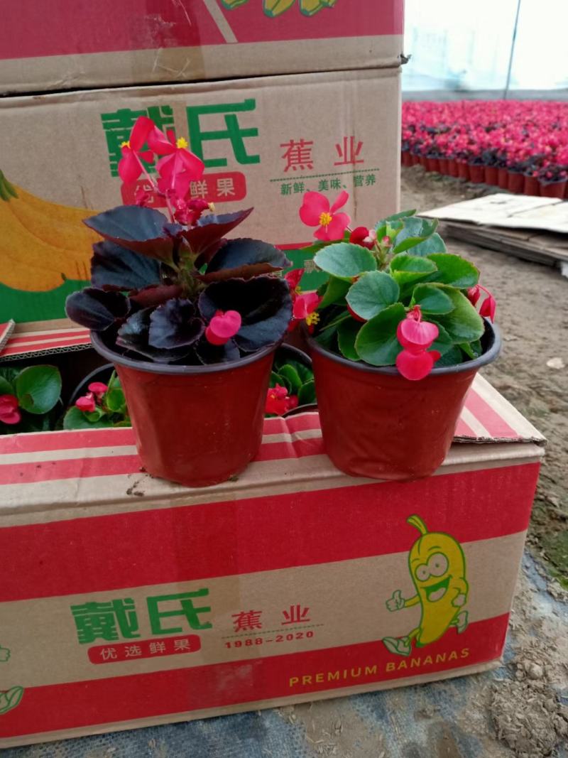 四季海棠基地直销，支持全国发货，薄利多销