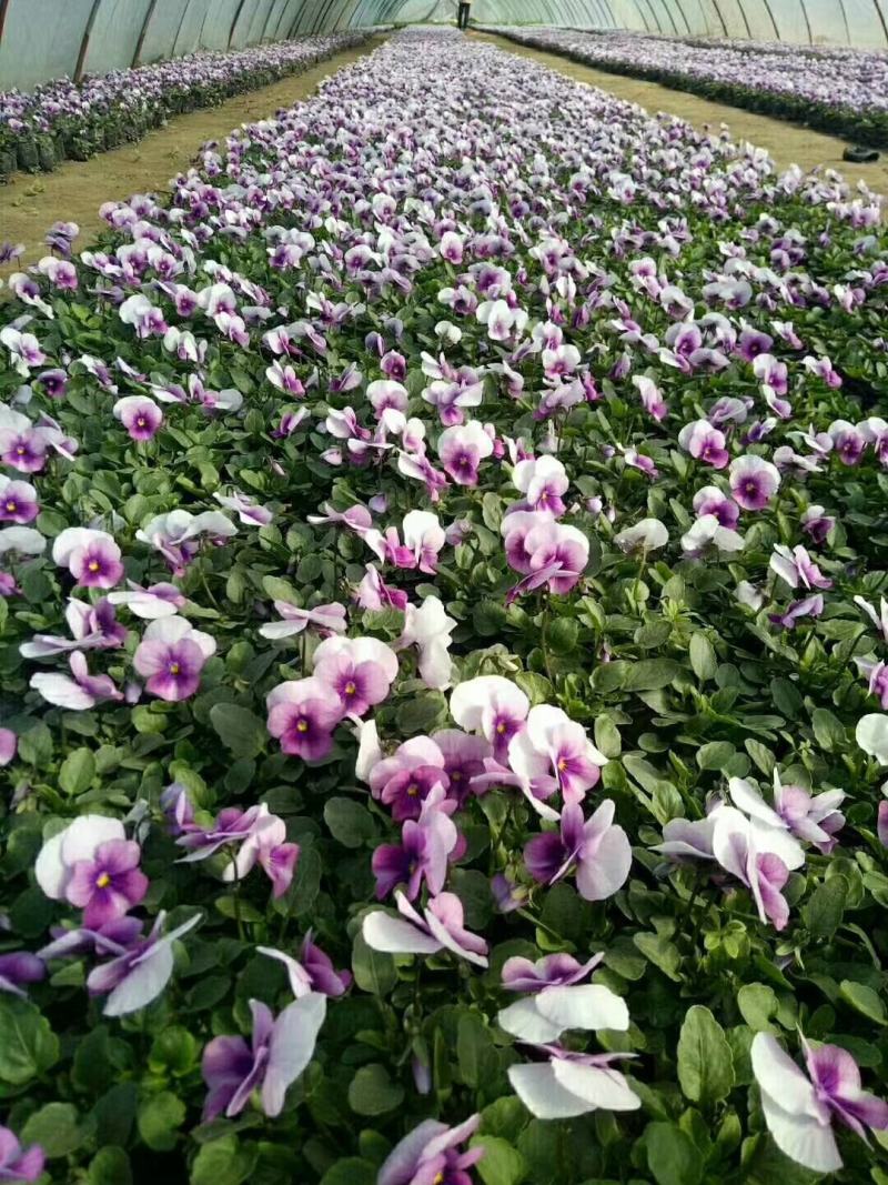 三色堇，绿化三色堇，红三色堇，黄三色堇，多色三色堇，
