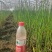 水葱基地直供，常年供应u支持全国发货，诚信经营