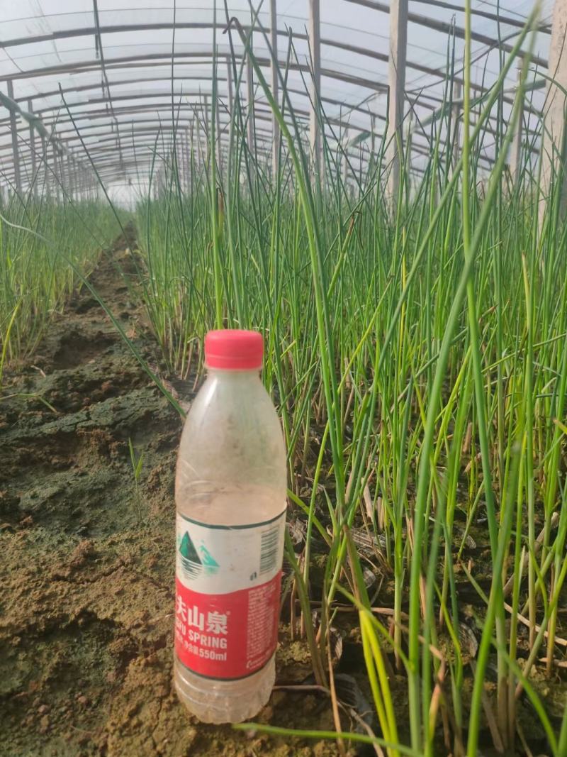 水葱基地直供，常年供应u支持全国发货，诚信经营