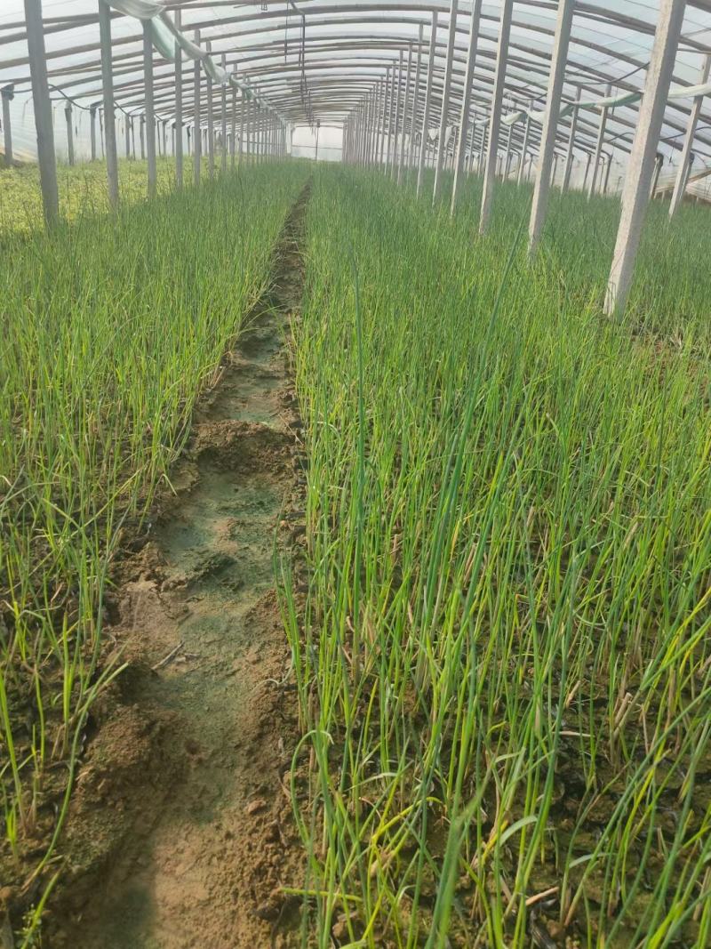水葱基地直供，常年供应u支持全国发货，诚信经营