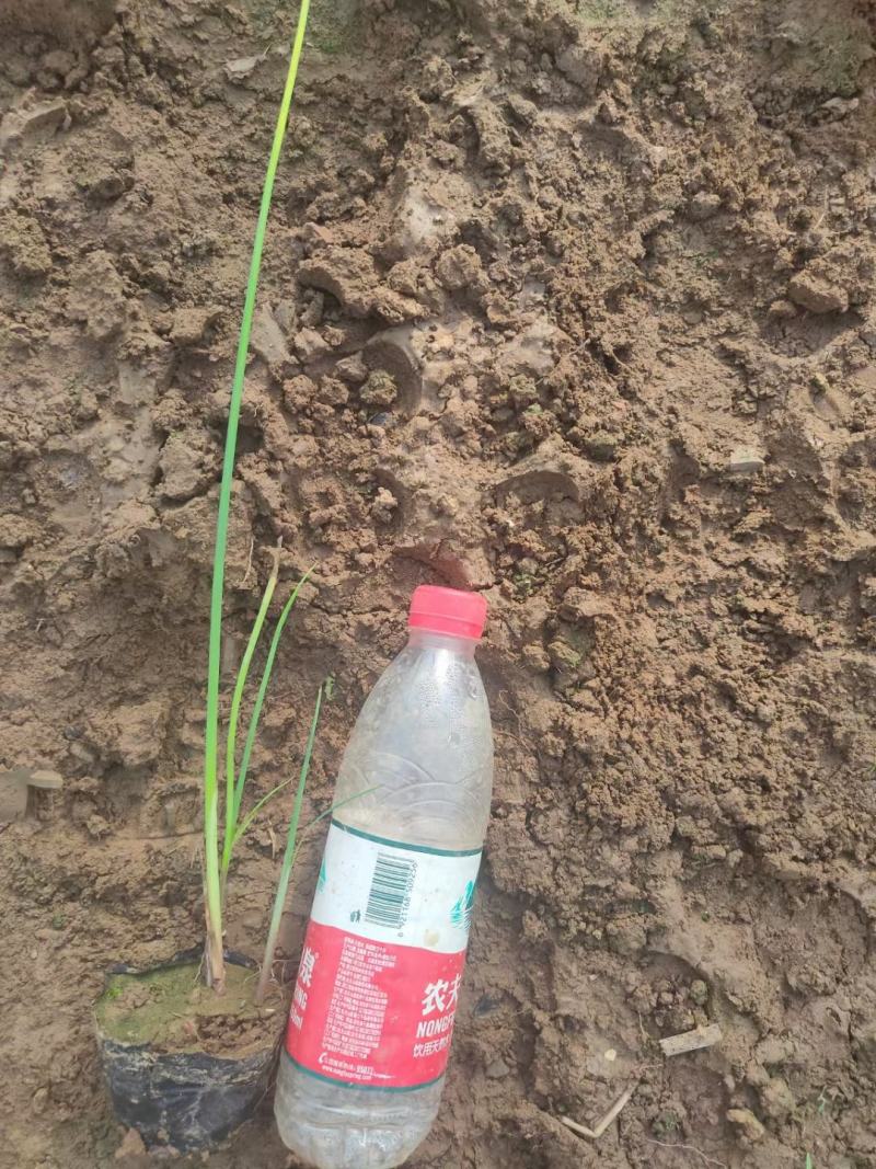 水葱基地直供，常年供应u支持全国发货，诚信经营