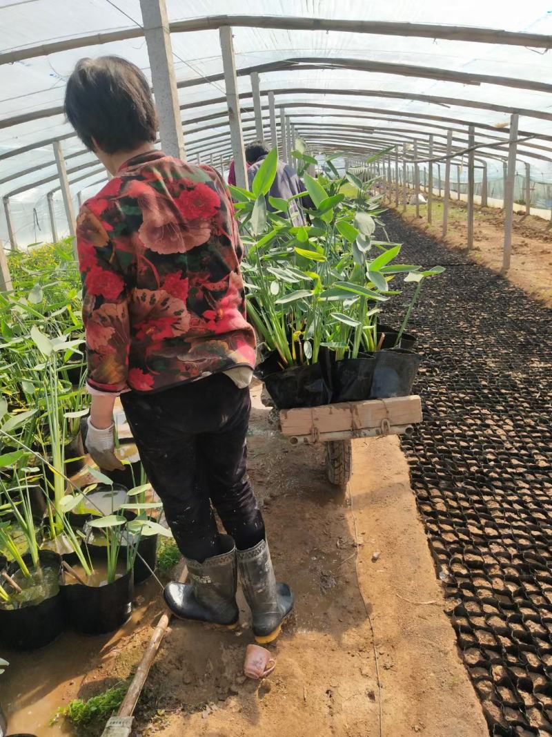 再力花常年供应各种水生植物，薄利多销，欢迎来电咨询