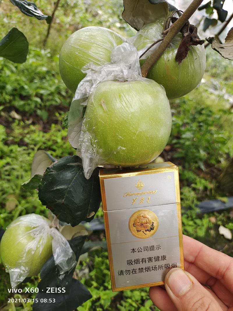 台湾苹果枣11号12号13号营养杯袋装苗品种对版