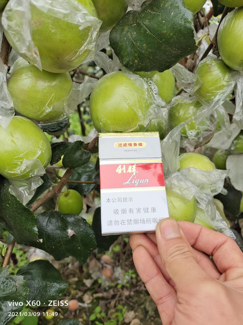 台湾苹果枣11号12号13号营养杯袋装苗品种对版