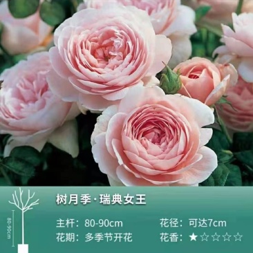 树桩月季树，品种全，高度一米以上，直径2⃣️公分