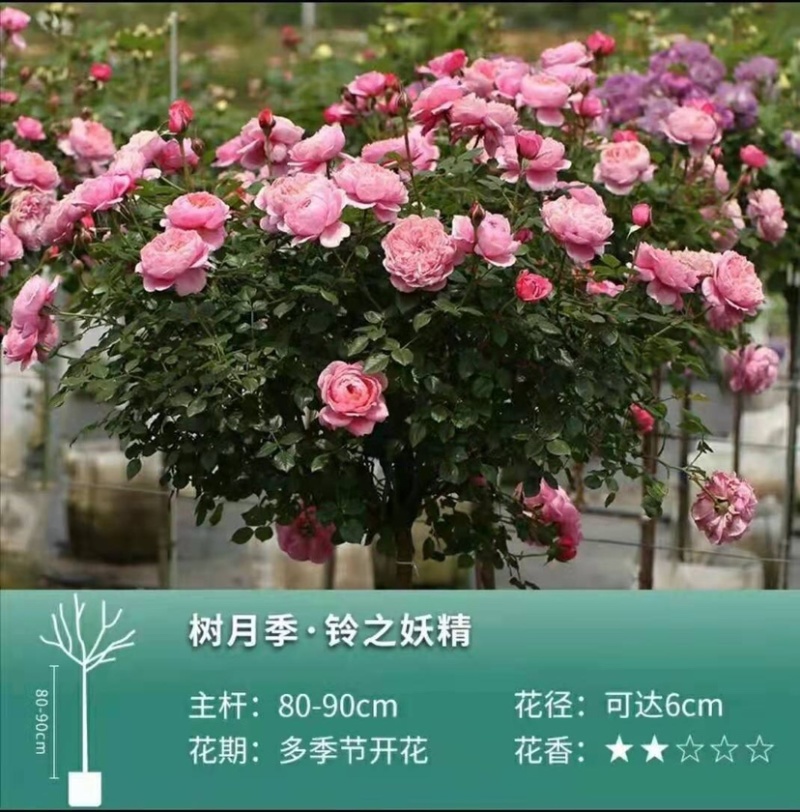 树桩月季树，品种全，高度一米以上，直径2⃣️公分
