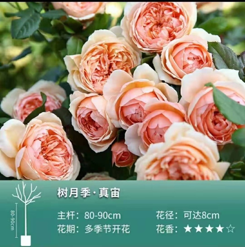 树桩月季树，品种全，高度一米以上，直径2⃣️公分