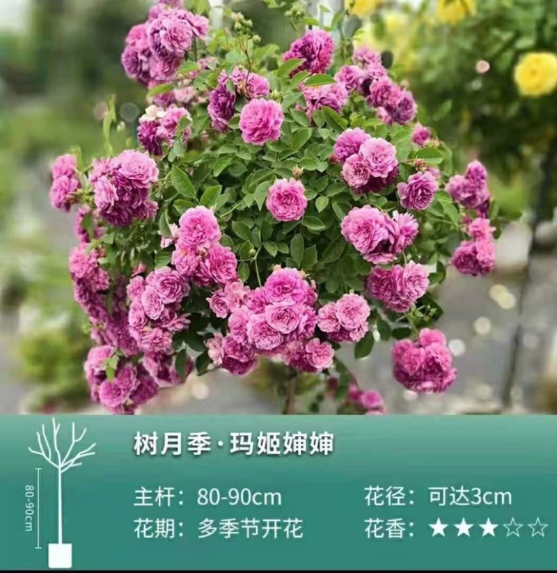 树桩月季树，品种全，高度一米以上，直径2⃣️公分