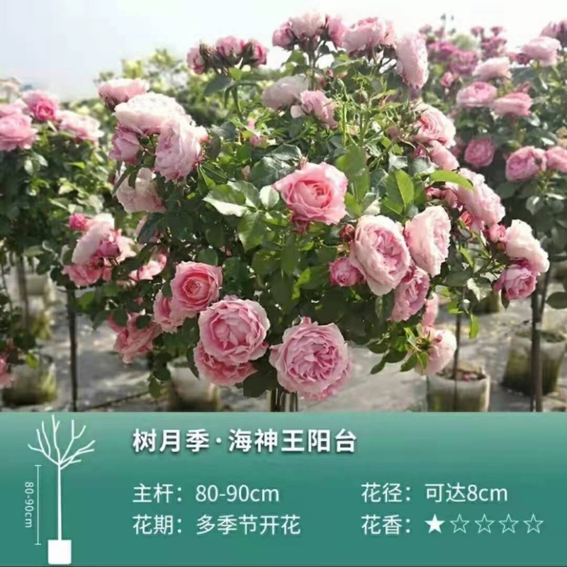 树桩月季树，品种全，高度一米以上，直径2⃣️公分