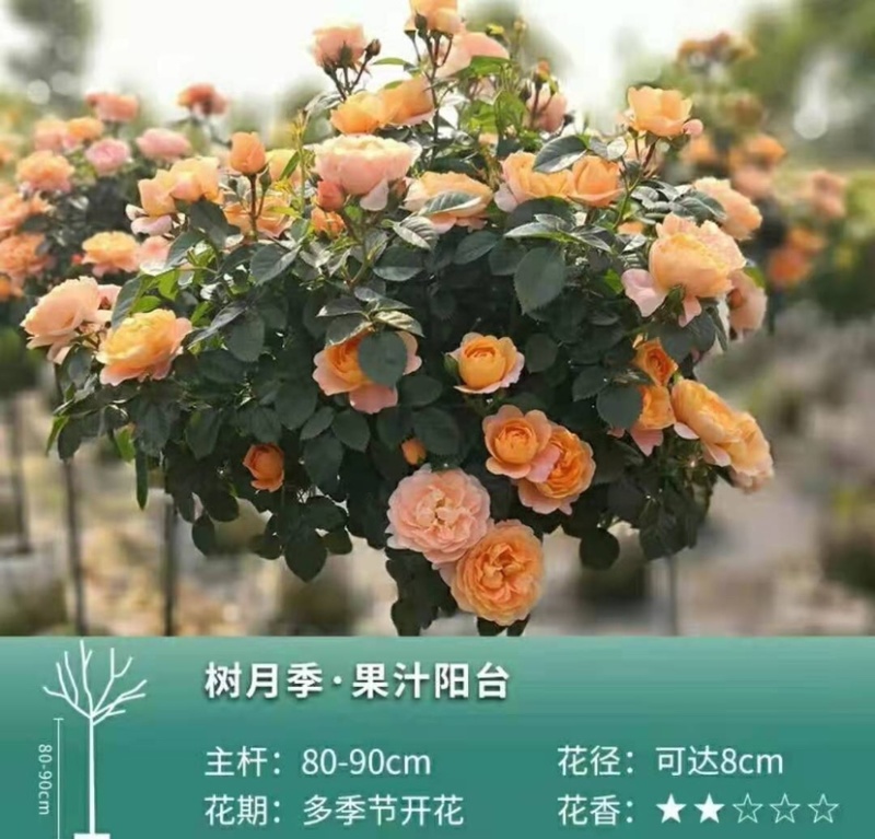 树桩月季树，品种全，高度一米以上，直径2⃣️公分