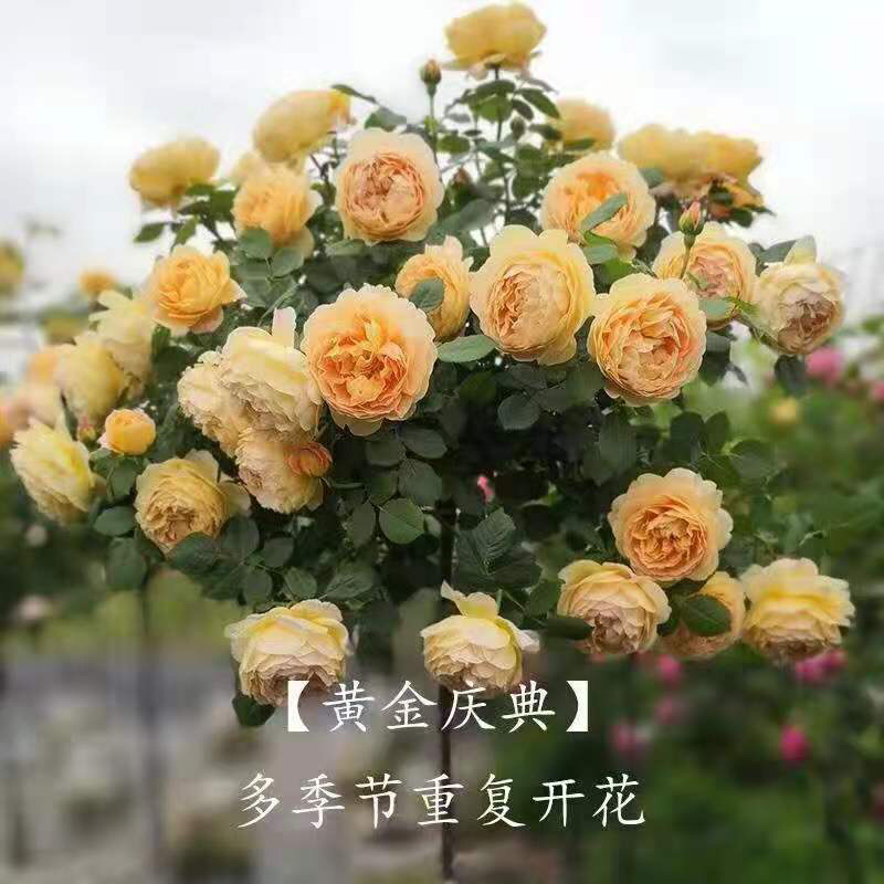 树桩月季树，品种全，高度一米以上，直径2⃣️公分