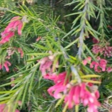 针叶花