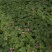 红花酢浆草炸浆草基地直销常年出售宿根花卉各种绿化苗木