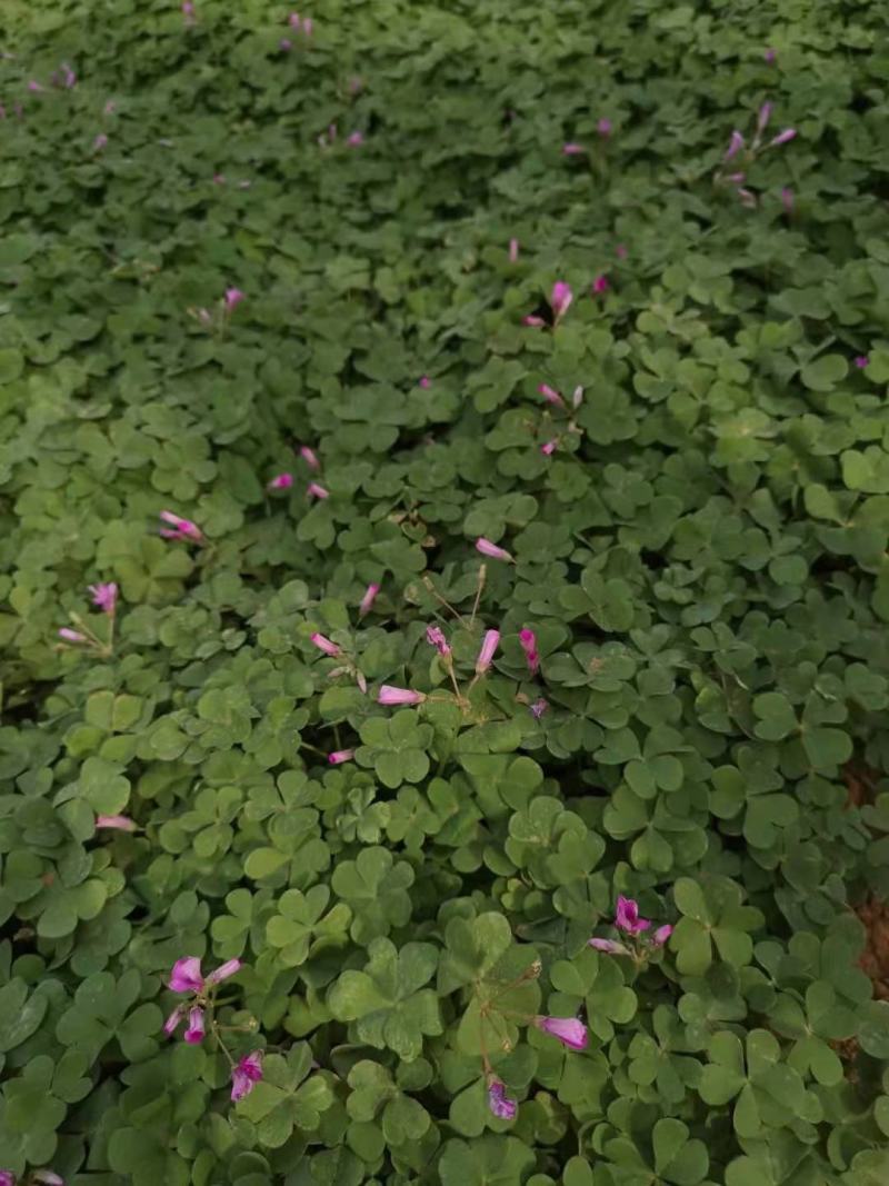 红花酢浆草炸浆草基地直销常年出售宿根花卉各种绿化苗木