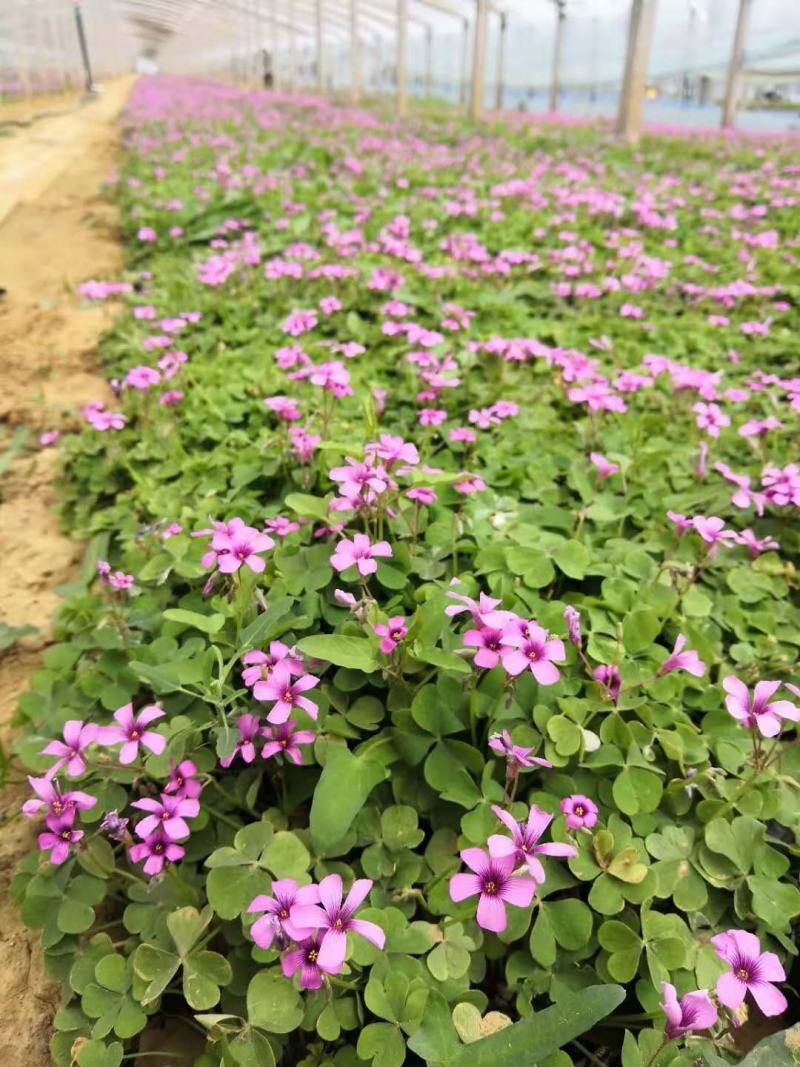红花酢浆草炸浆草基地直销常年出售宿根花卉各种绿化苗木