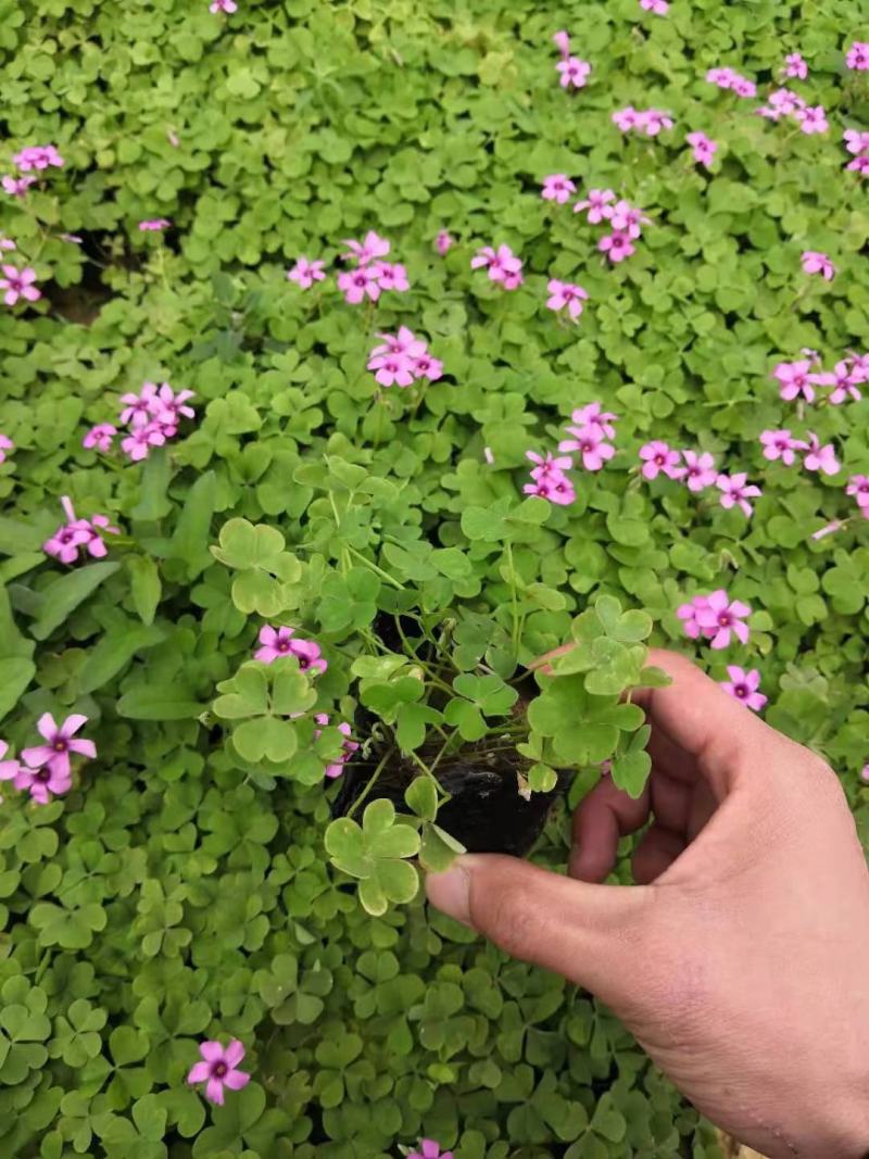红花酢浆草炸浆草基地直销常年出售宿根花卉各种绿化苗木
