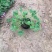 红花酢浆草炸浆草基地直销常年出售宿根花卉各种绿化苗木