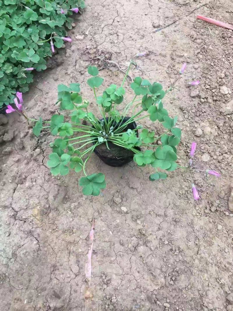 红花酢浆草炸浆草基地直销常年出售宿根花卉各种绿化苗木