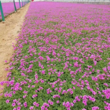 红花酢浆草炸浆草基地直销常年出售宿根花卉各种绿化苗木
