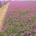 红花酢浆草炸浆草基地直销常年出售宿根花卉各种绿化苗木