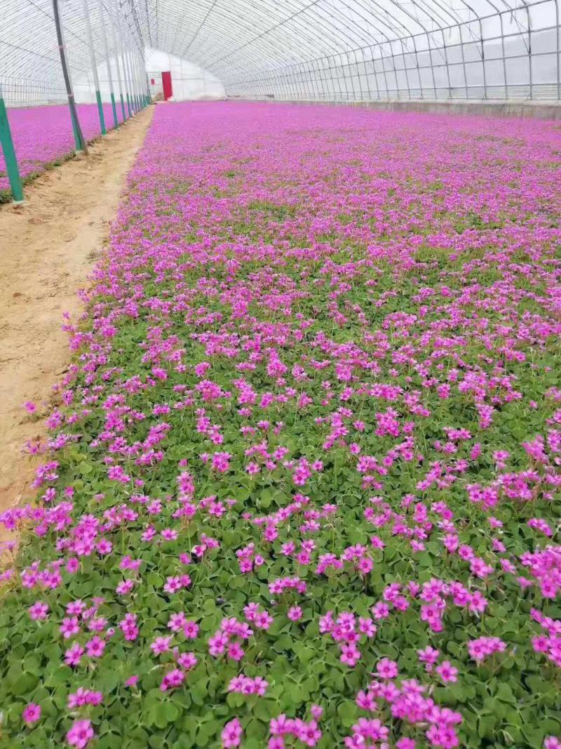 红花酢浆草炸浆草基地直销常年出售宿根花卉各种绿化苗木