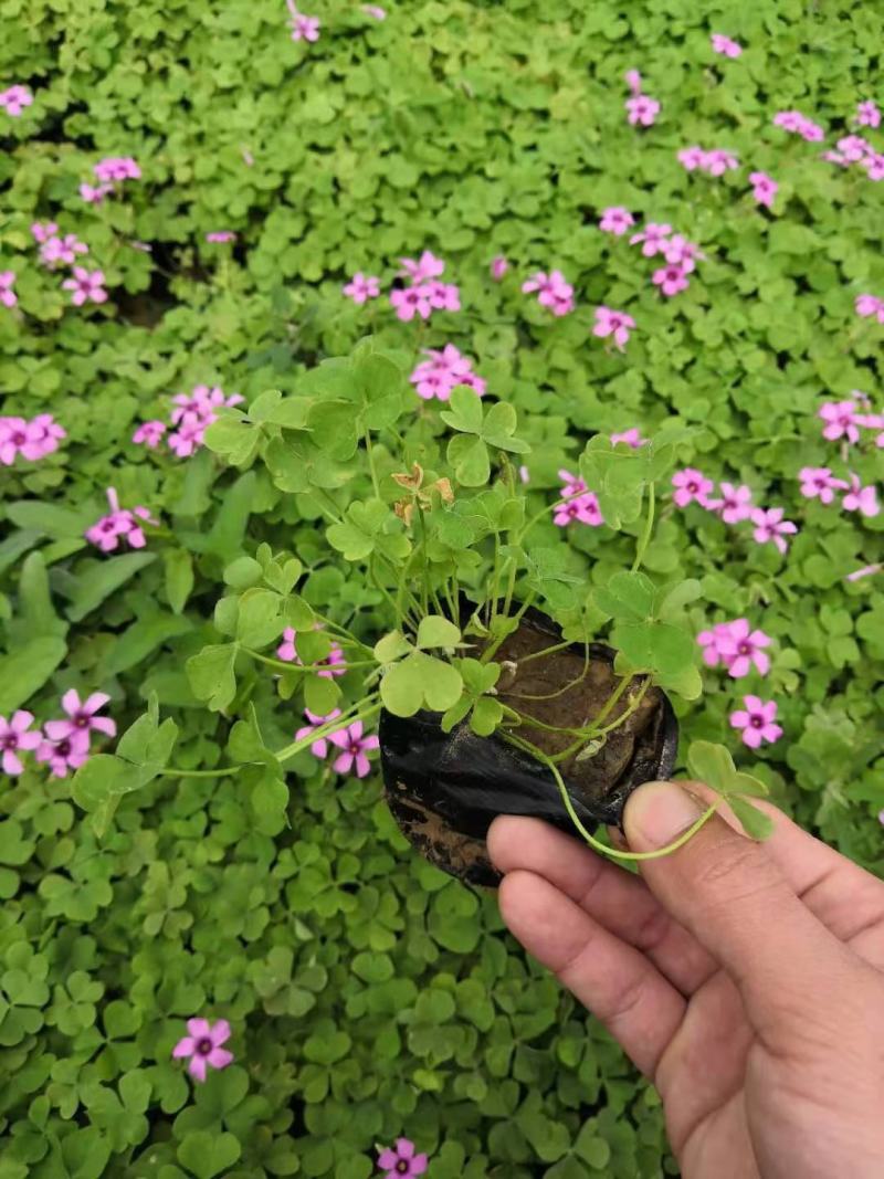 红花酢浆草炸浆草基地直销常年出售宿根花卉各种绿化苗木
