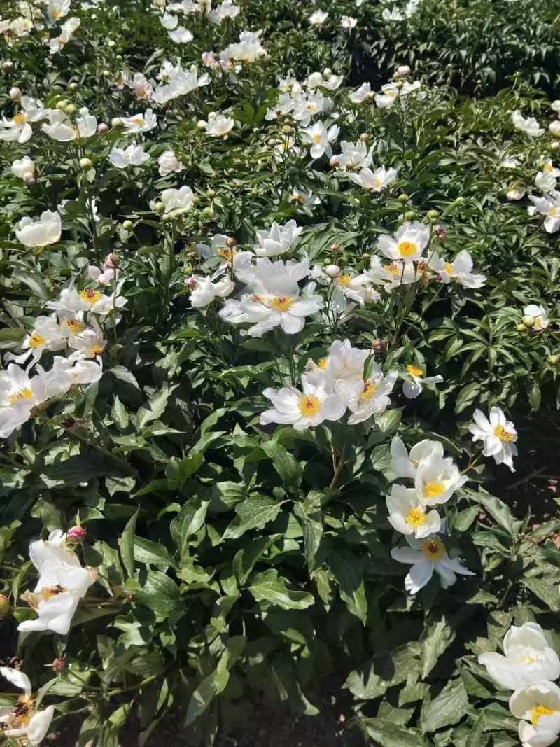 白花赤芍苗，东北赤芍苗，内蒙赤芍苗，白花赤芍，川赤芍