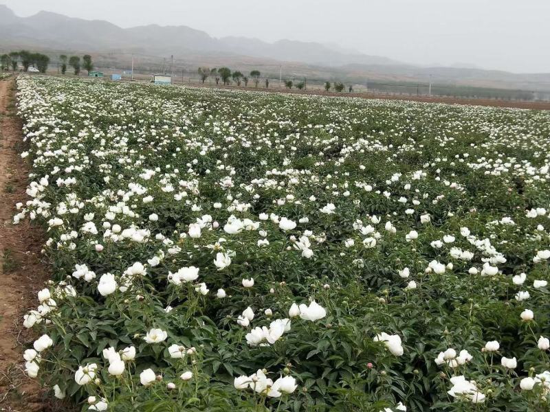 白花赤芍苗，东北赤芍苗，内蒙赤芍苗，白花赤芍，川赤芍