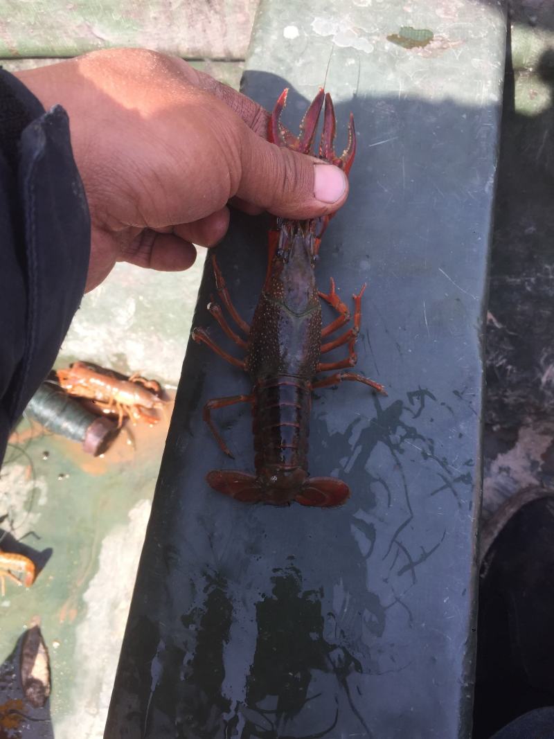 微山湖清水小龙虾肉多壳薄